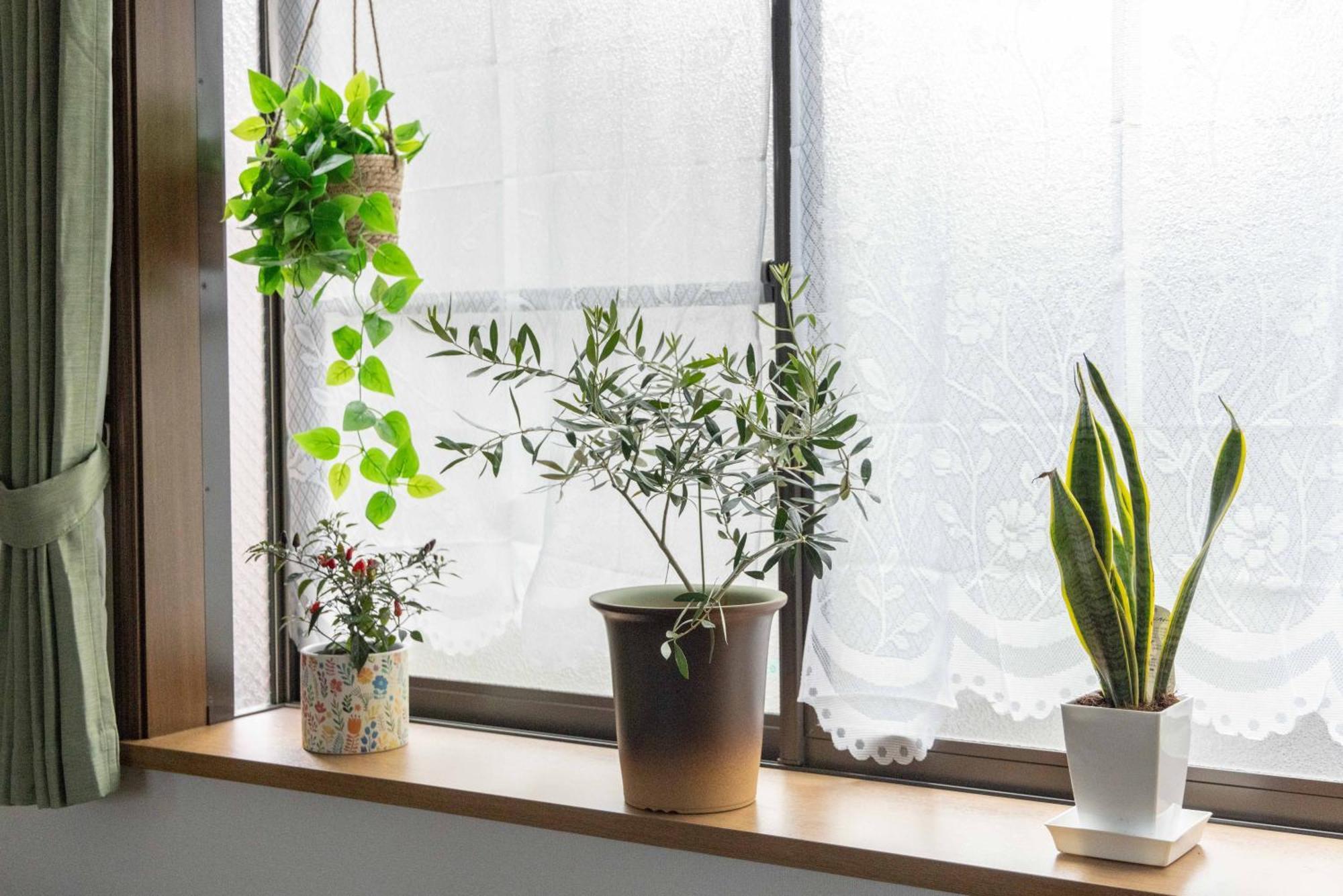 Buran House 新大久保駅から徒歩3分 Apartment