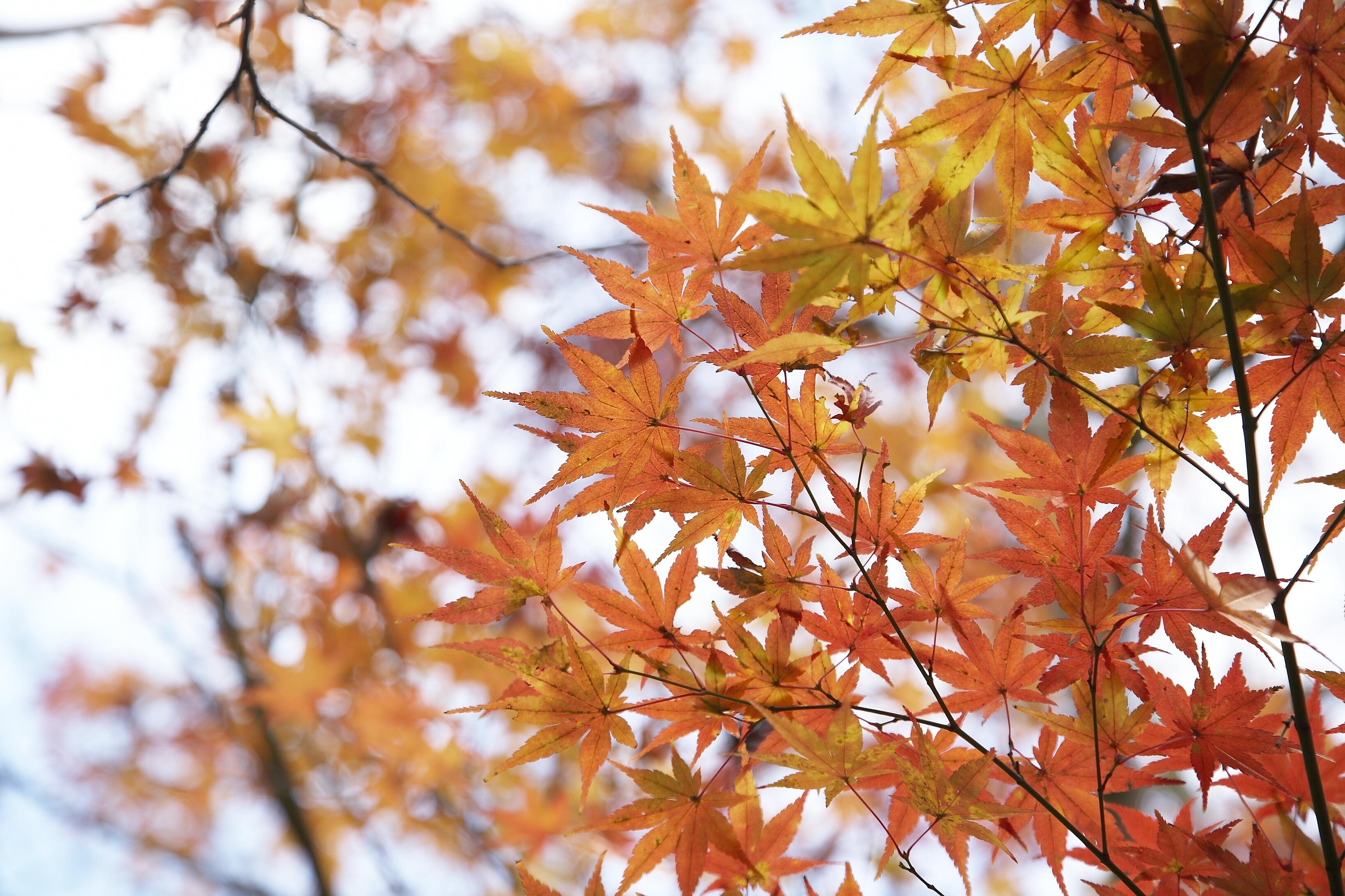 Hotel Grand Shin Takanawa