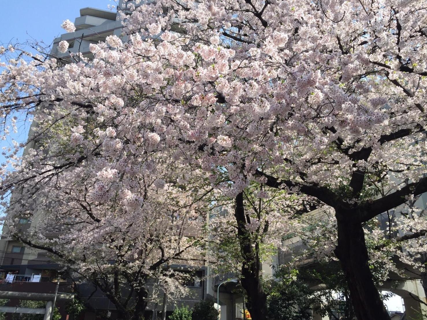 Shibuya-ku - / Vacation 6219