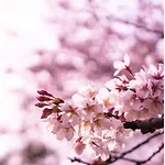 Hakugei Ryokan 2 - Vacation Stay 31039V