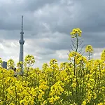 Sunflower 2