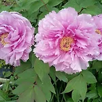 Tokyo Downtown芍藥莊