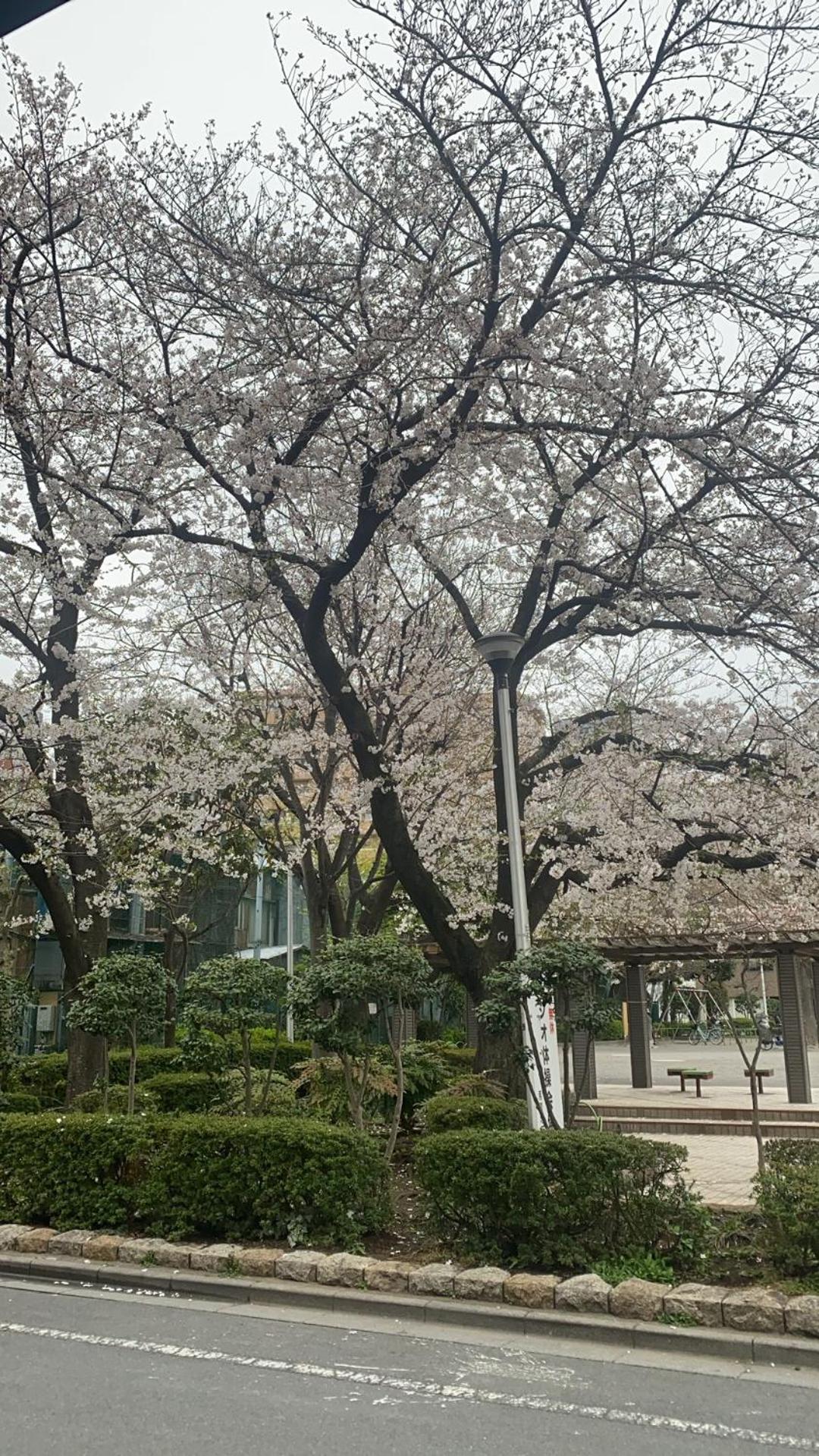 辣椒民宿 Tokyo