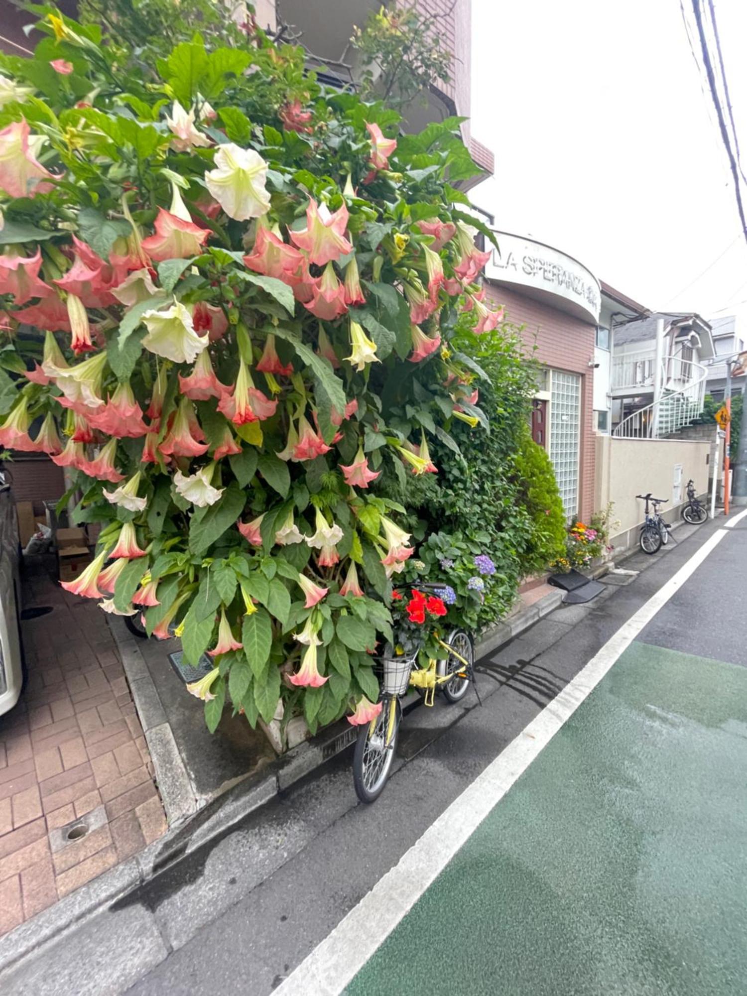 Apartment 新宿庭院の屋-shinjuku Garden -28 Square Meters King Size Bed Garden