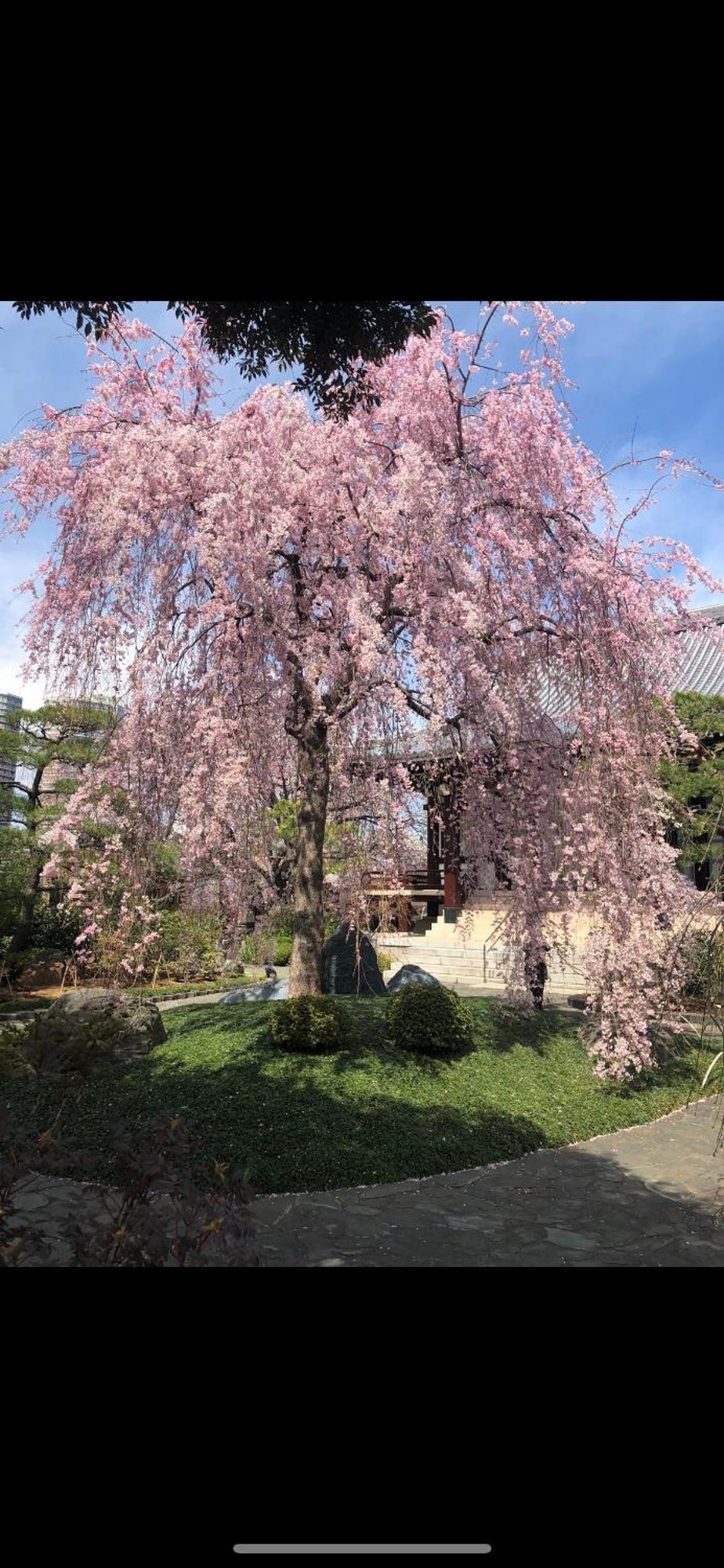 新宿庭院の屋-shinjuku Garden -28 Square Meters King Size Bed Garden Tokyo