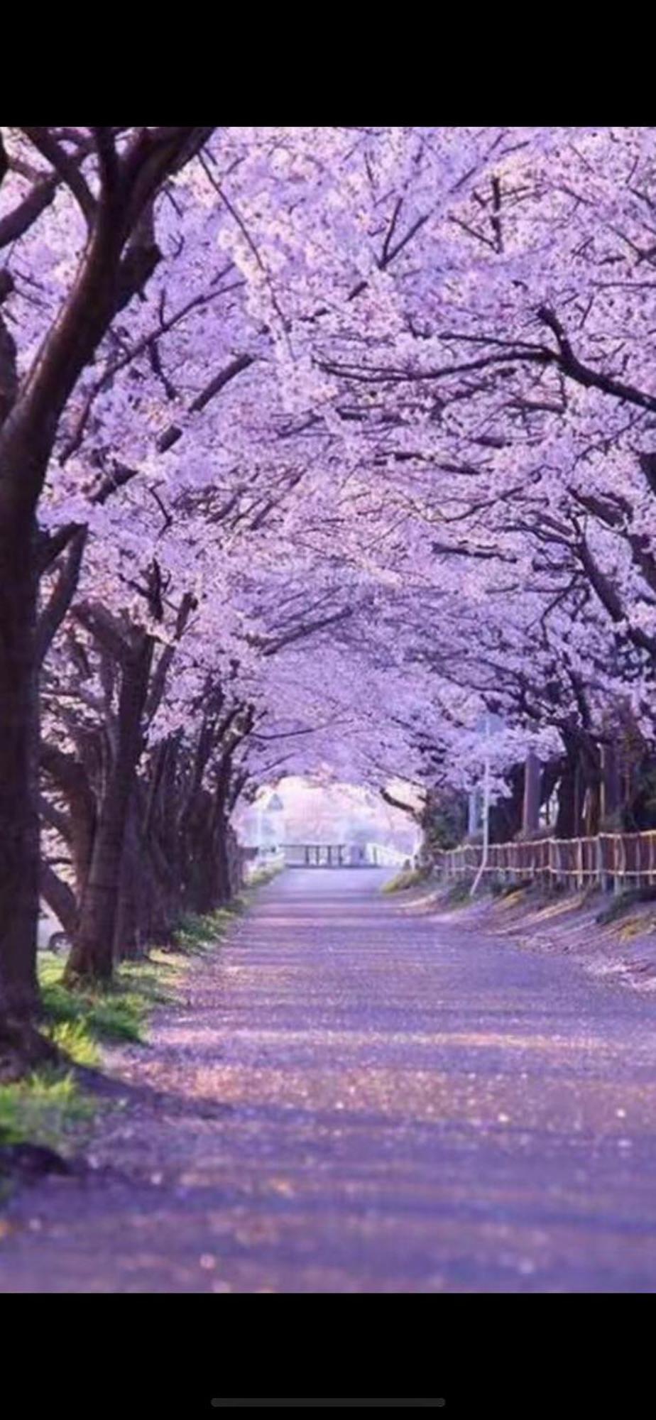 新宿庭院の屋-shinjuku Garden -28 Square Meters King Size Bed Garden Apartment