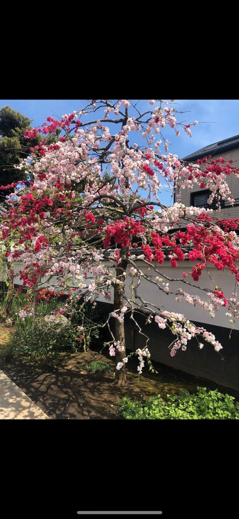 新宿庭院の屋-shinjuku Garden -28 Square Meters King Size Bed Garden * Tokyo
