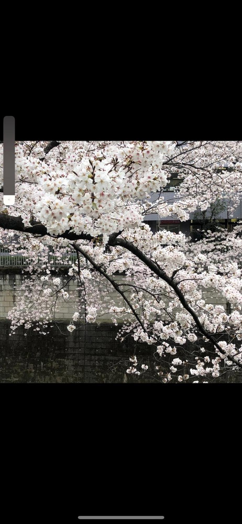 新宿庭院の屋-shinjuku Garden -28 Square Meters King Size Bed Garden * Tokyo