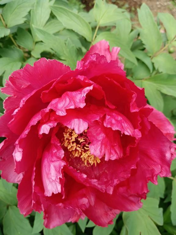 Downtown芍藥莊 * Tokyo