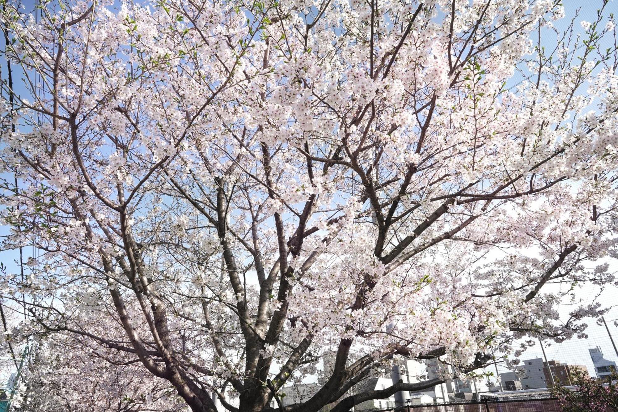 1 Line To Asakusa! 5 Mins Walk From Togoshi-ginza Sta Apartment