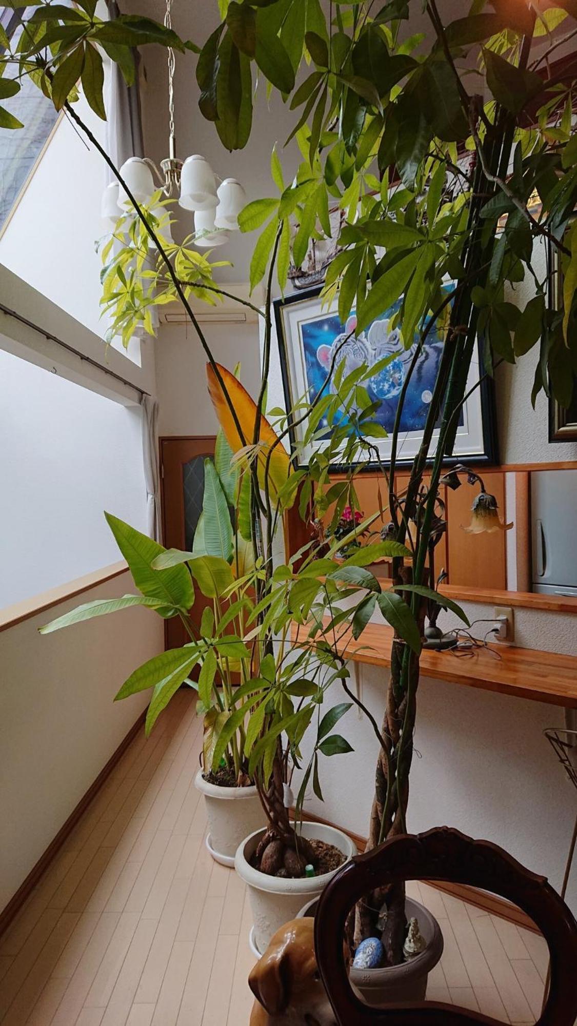 Setagaya-ku - House - Vacation 16505 *