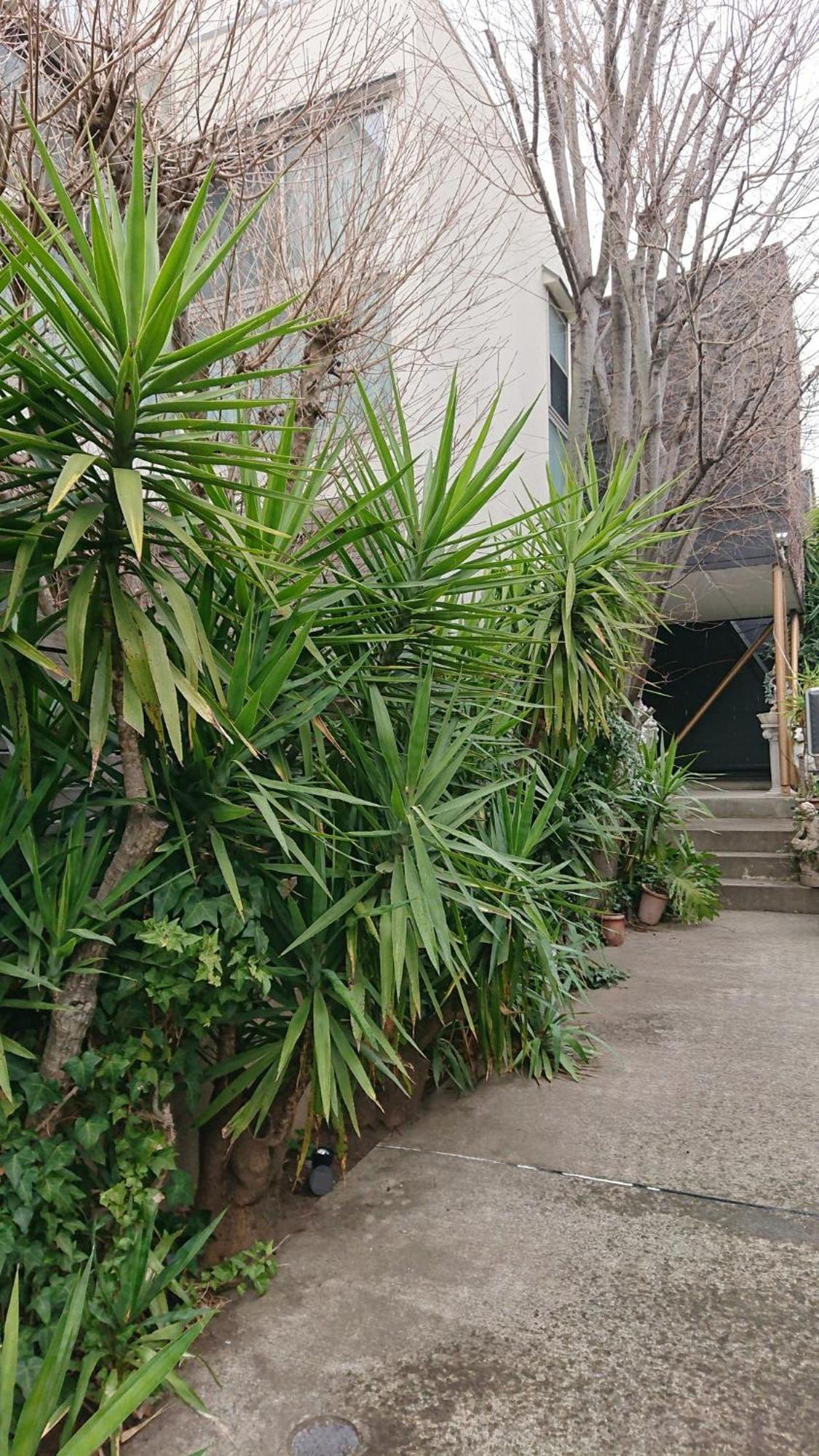 Guest house Setagaya-ku - House - Vacation 17811 *