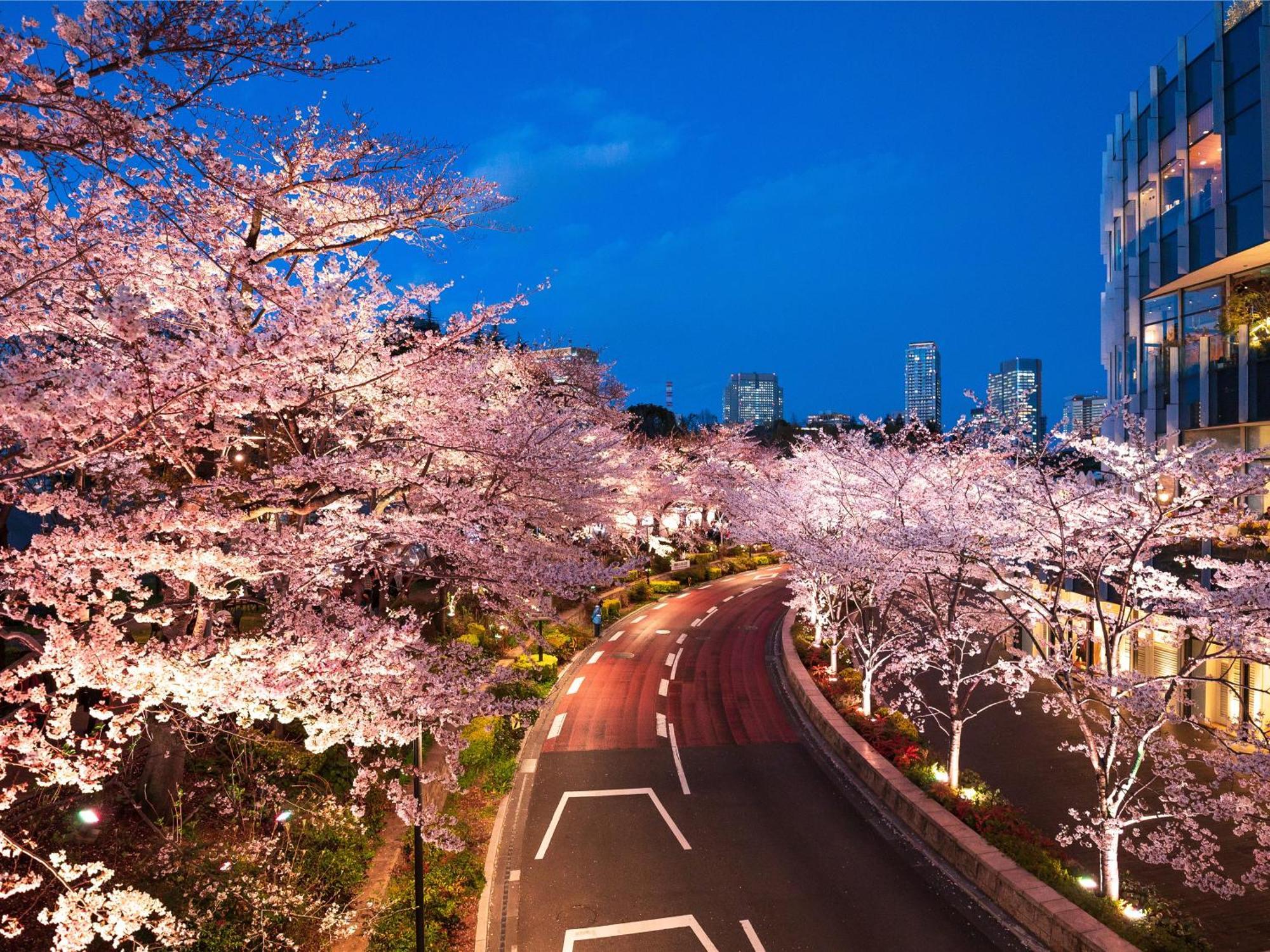 Mimaru Akasaka