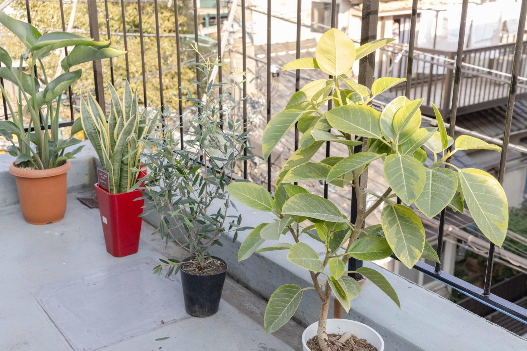 Apartment Buran House
