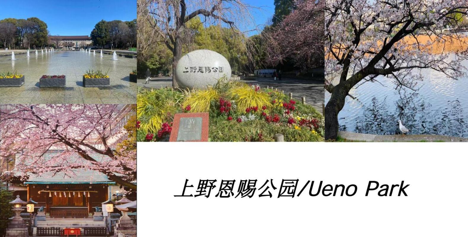 桜の川17 Ueno 5mins Ueno Zoo Three Storey Detached House Then 13 People Villa *