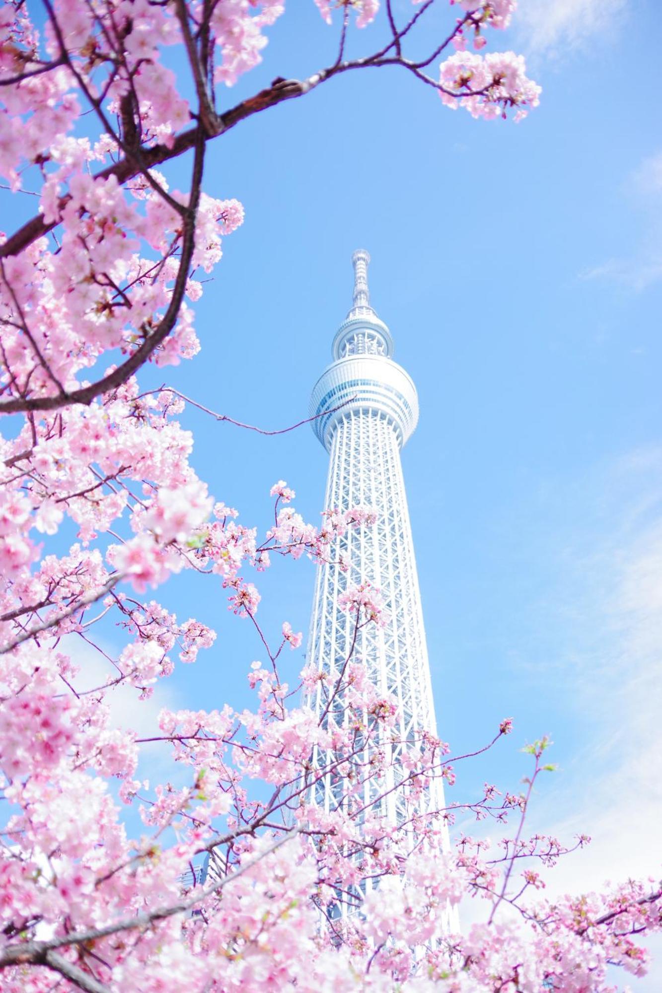 Cherry Blooming Ueno 东京超级中心上野公园3分钟 地铁1分钟 位置绝佳超级繁华 免费wifi Dyson吹风机cob Hotel Tokyo