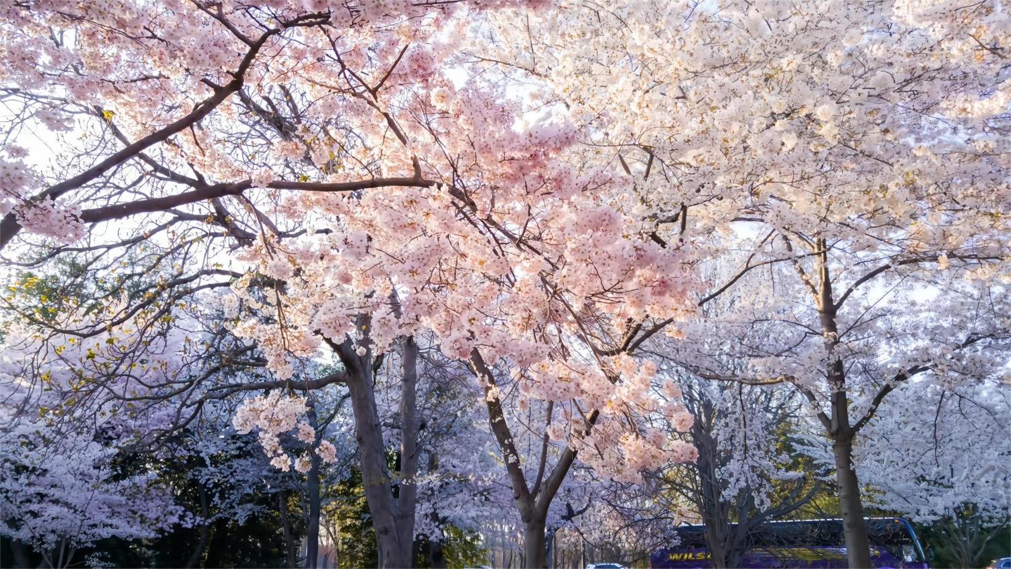 Hotel Cherry Blooming Ueno 东京超级中心上野公园3分钟 地铁1分钟 位置绝佳超级繁华 免费wifi Dyson吹风机cob
