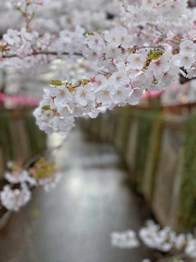 Sakura House Tokyo