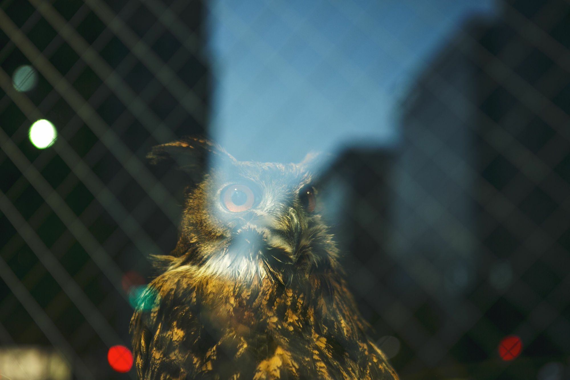 Hostel Wise Owl Tokyo