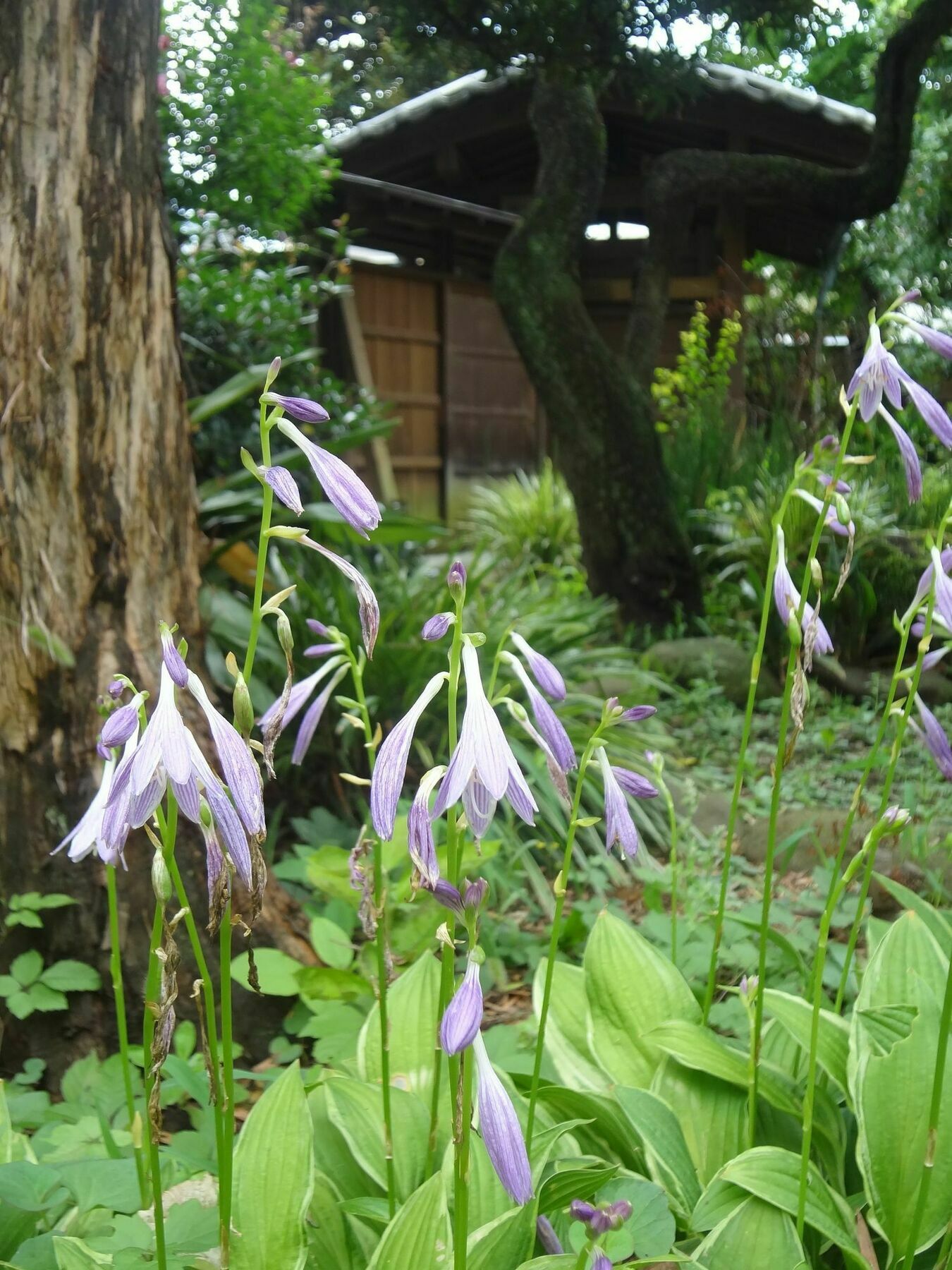 Guest house Mokkoan 2*