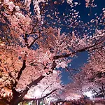 Hotel Owl Tokyo Nippori