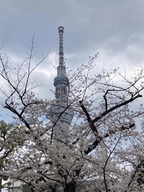 Sky Tree ⅱ（晴樹宿ⅱ）
