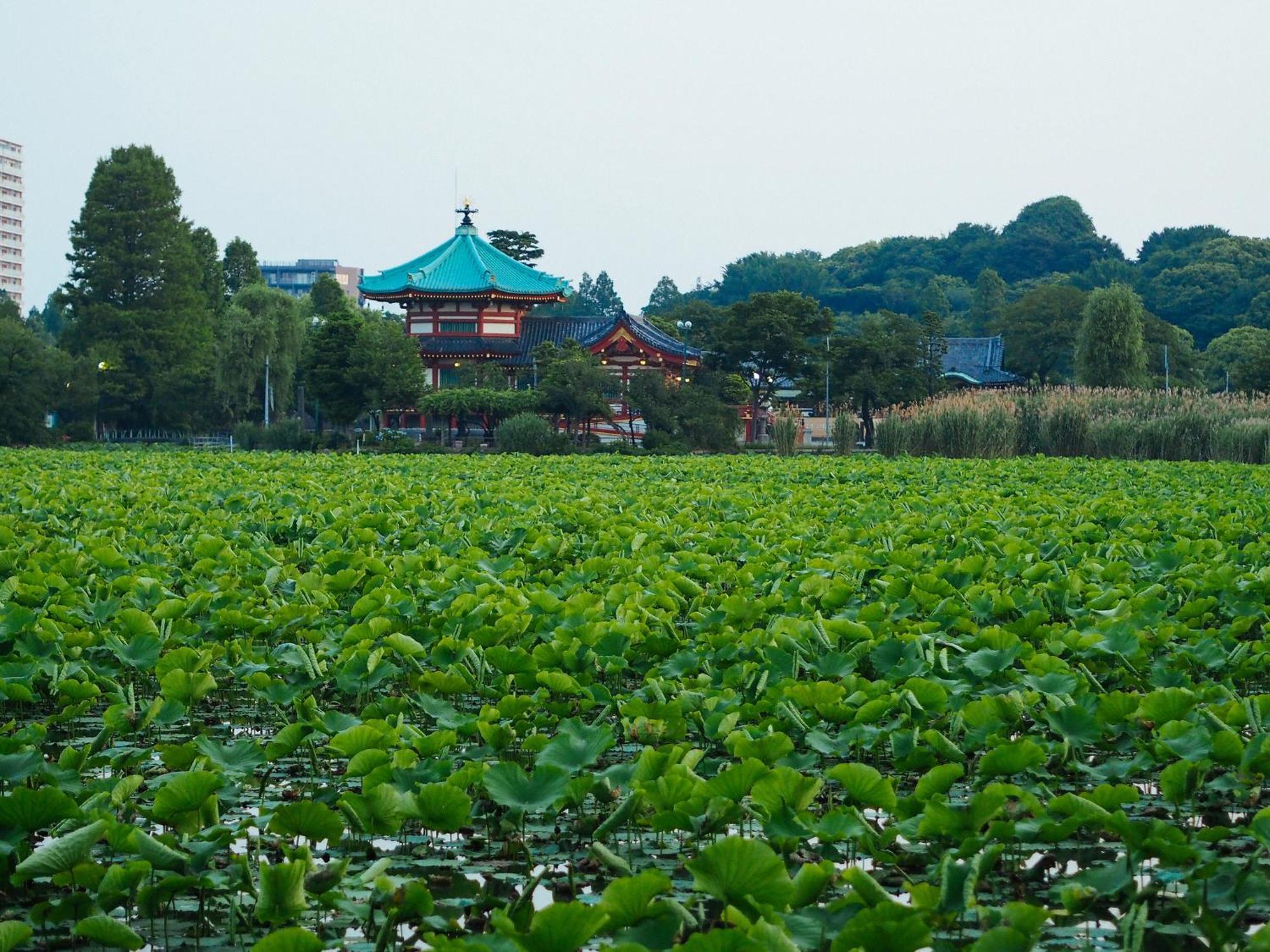 Tora Asakusa Hostel