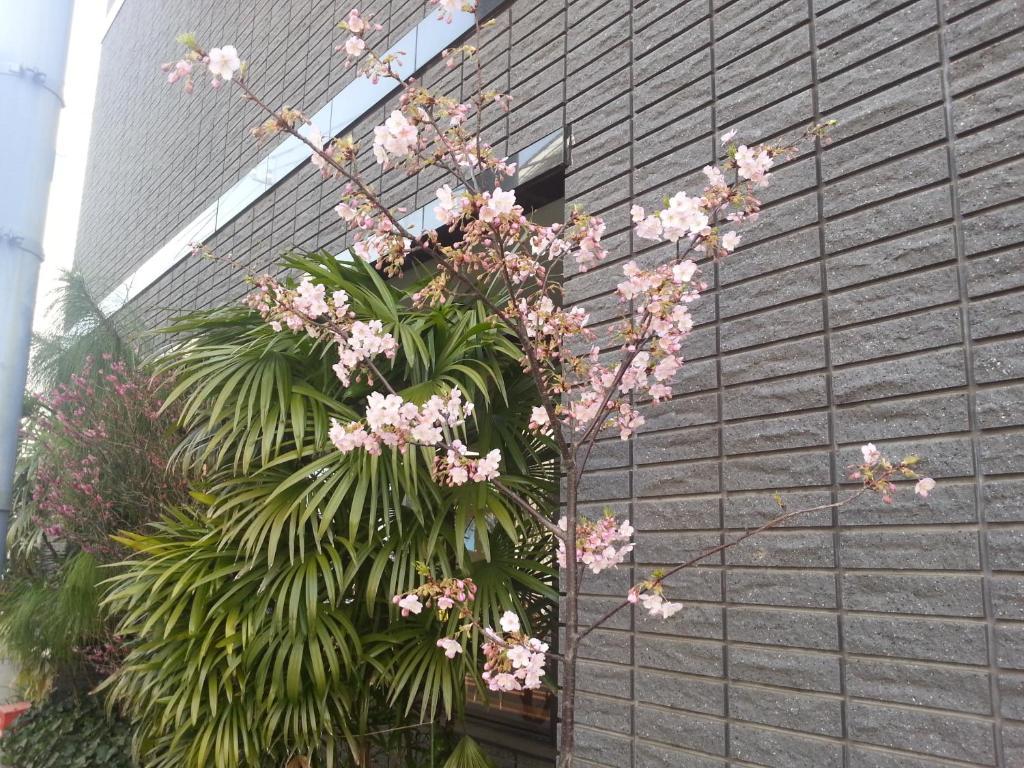 Annex Katsutaro