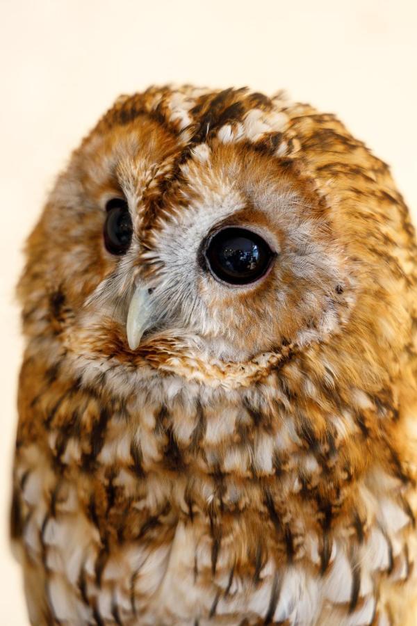 Capsule hotel Owl Nippori