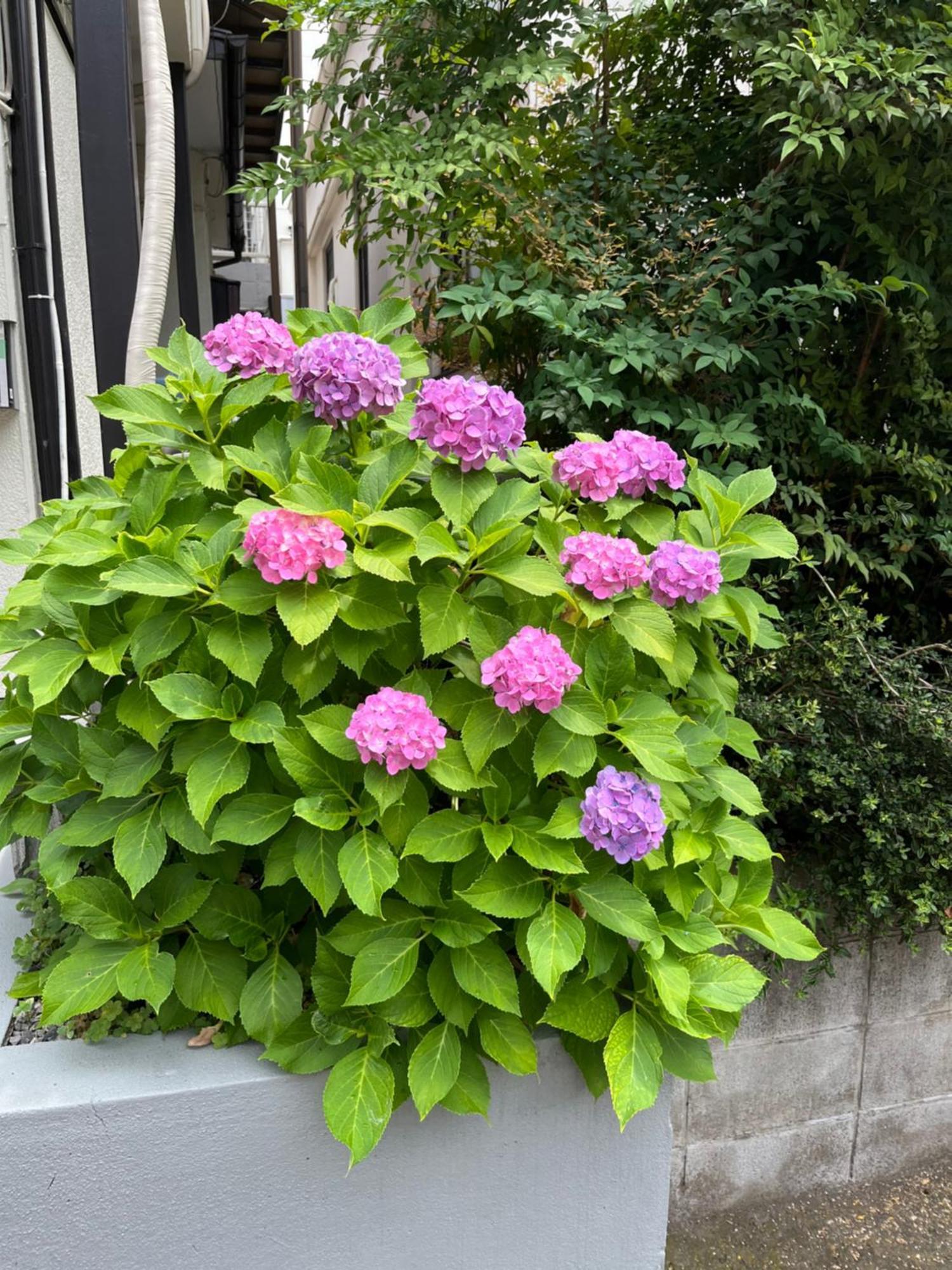 西池袋之家 * Tokyo